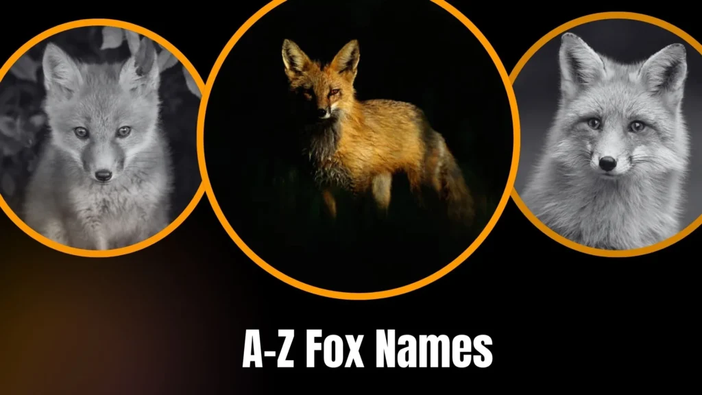 A-Z Fox Names