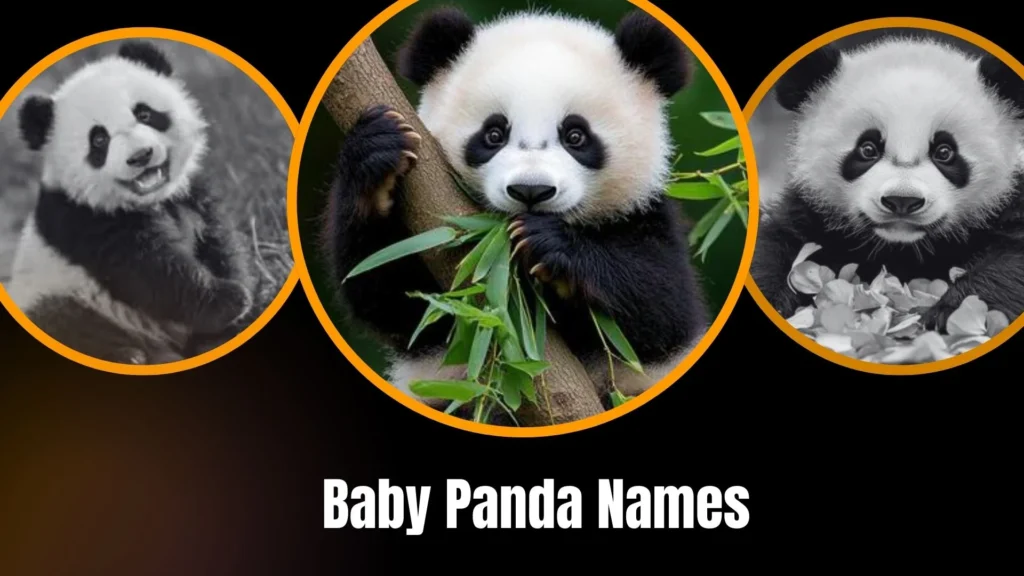Baby Panda Names