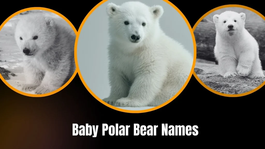 Baby Polar Bear Names