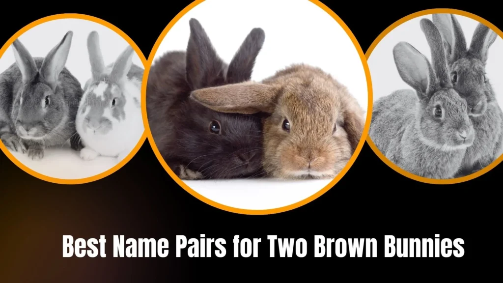 Best Name Pairs for Two Brown Bunnies