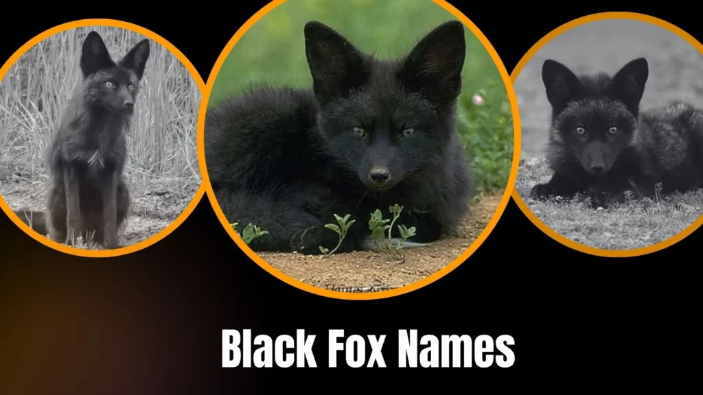 Black Fox Names