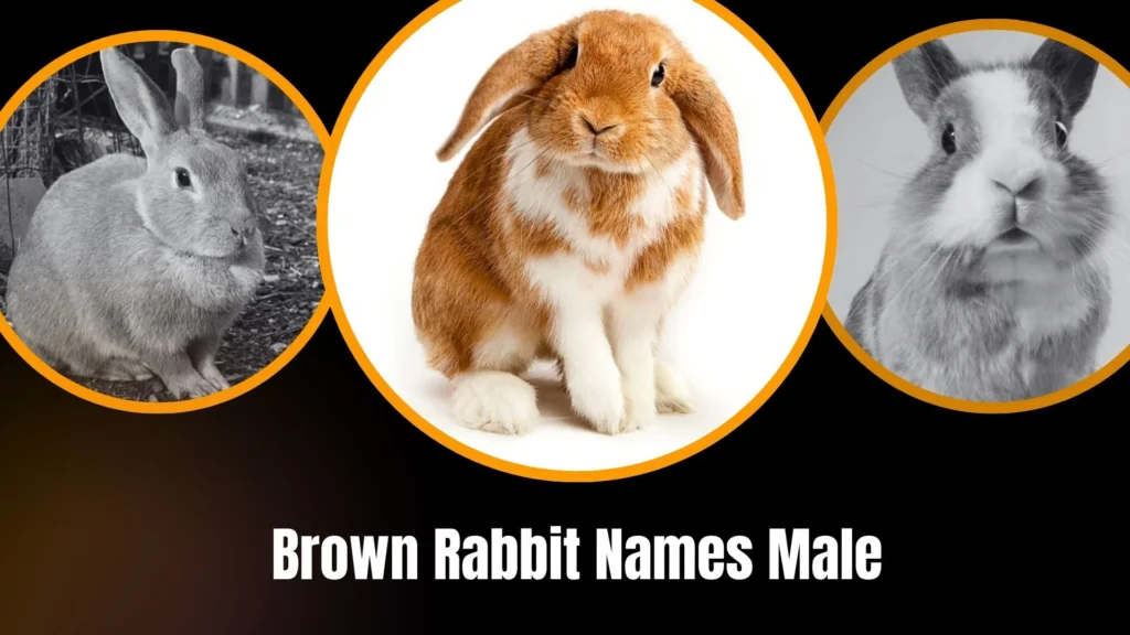 Brown Rabbit Names Male