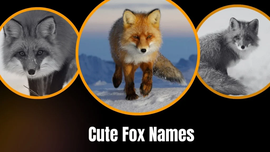 Cute Fox Names