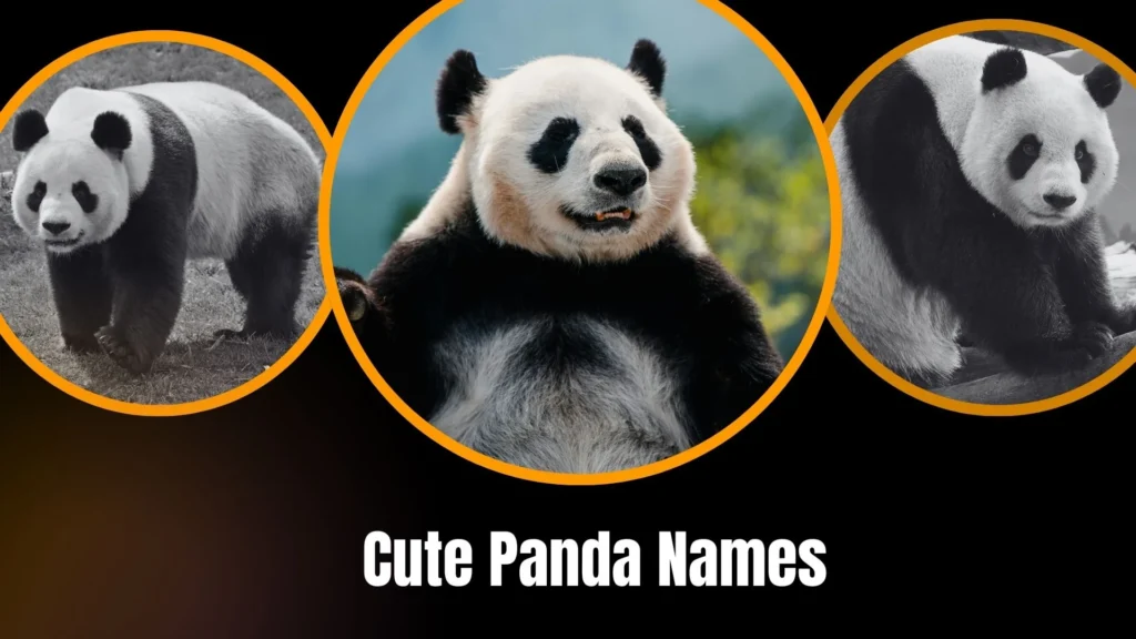 Cute Panda Names