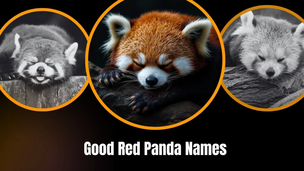 Best Red Panda Names