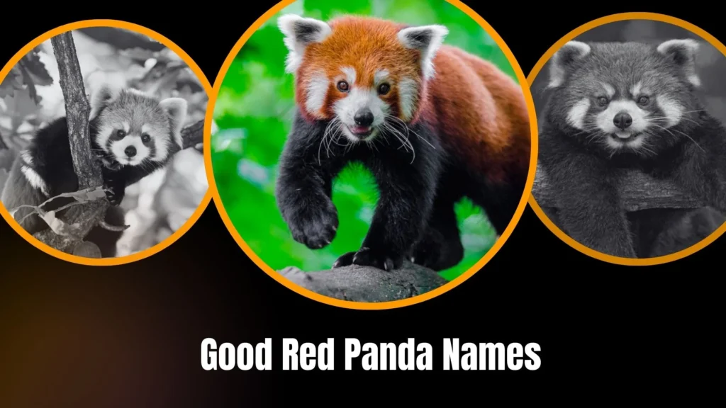 Good Red Panda Names