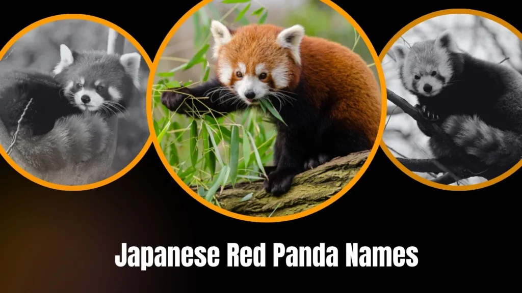 Japanese Red Panda Names