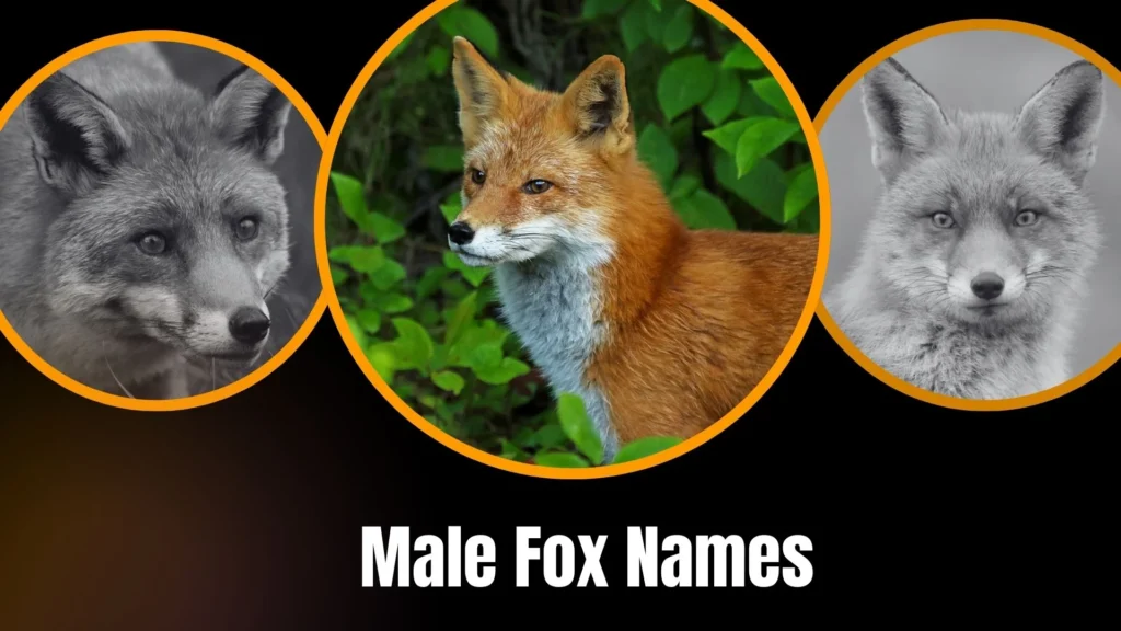 Male Fox Names