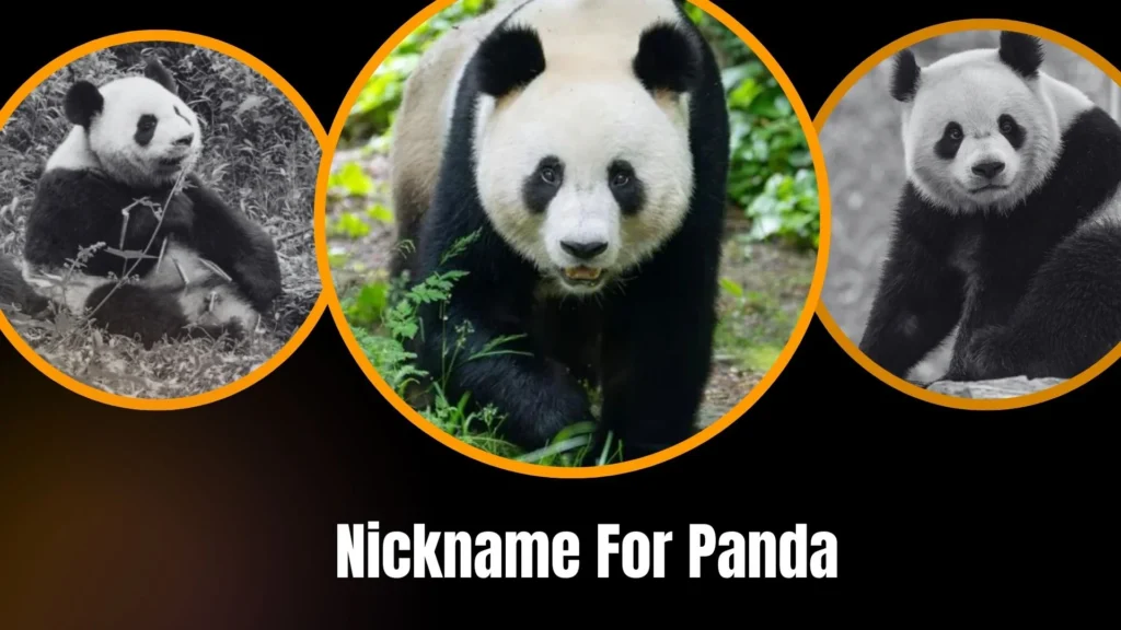 Nickname For Panda