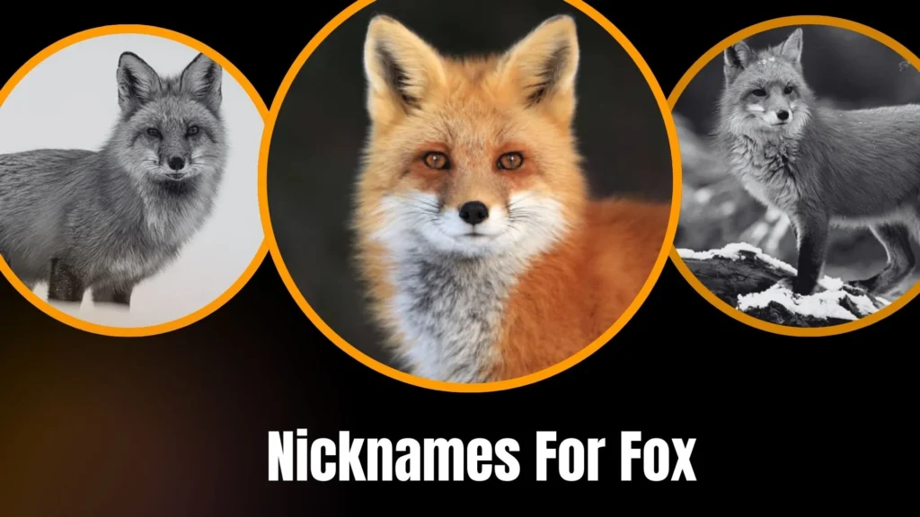 Nicknames For Fox