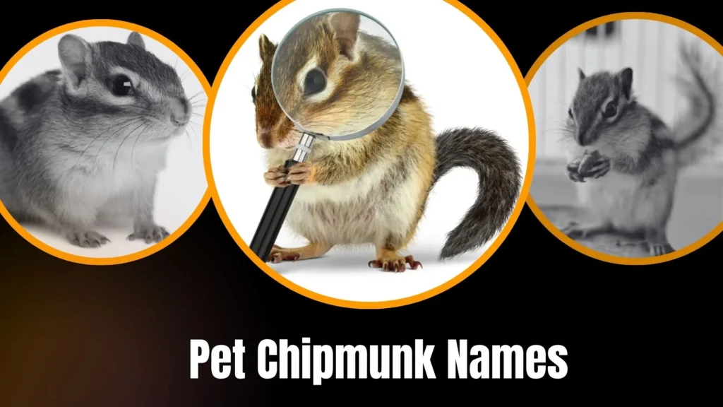 Pet Chipmunk Names