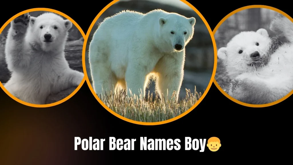 Polar Bear Names Boy