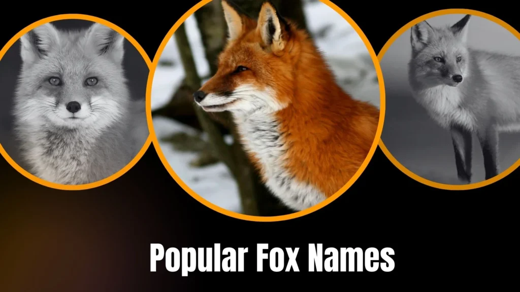 Popular Fox Names