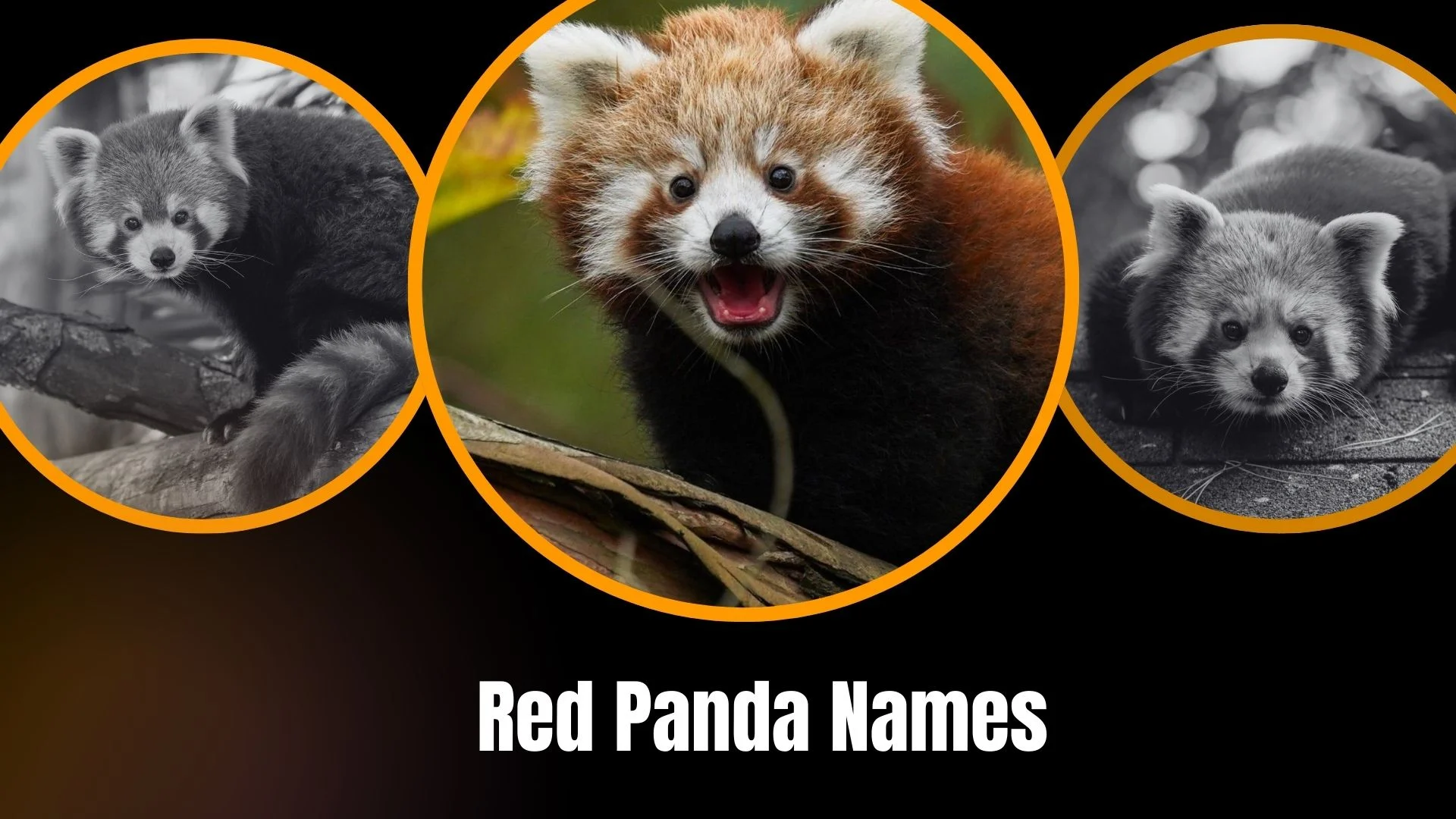 Red Panda Names
