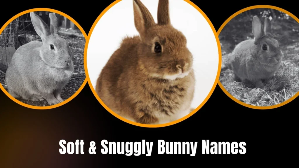 Soft & Snuggly Bunny Names