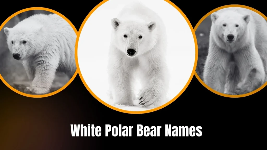 White Polar Bear Names