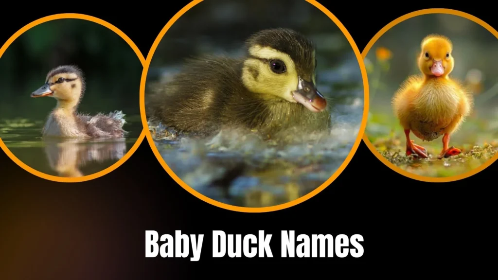 Baby Duck Names