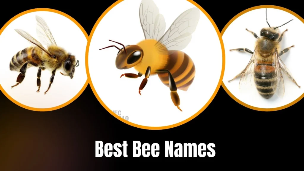 Best Bee Names