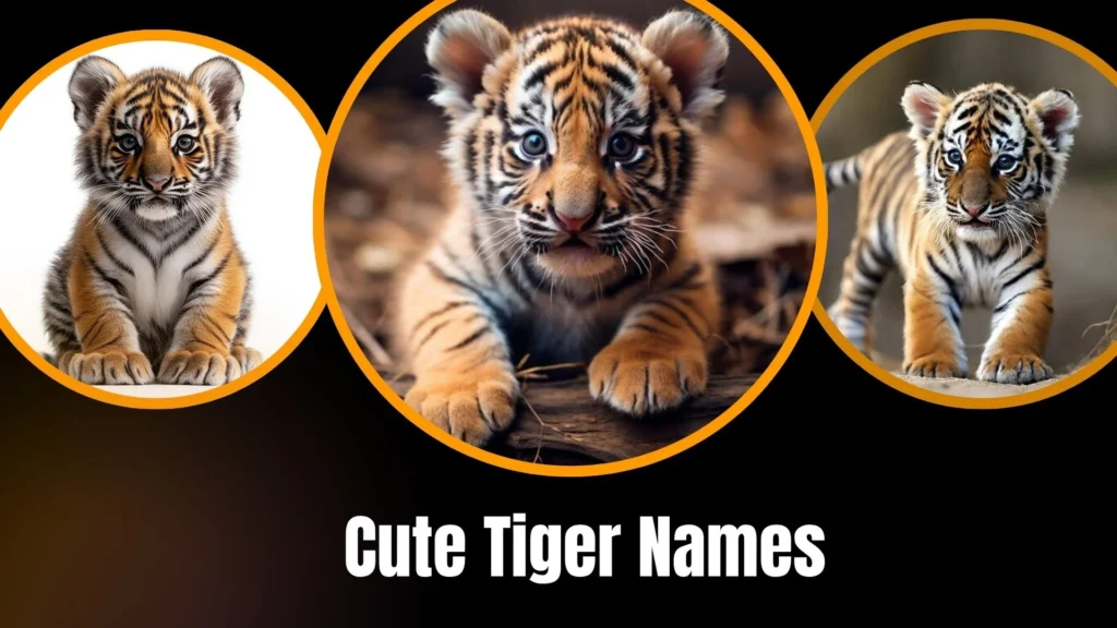Cute Tiger Names