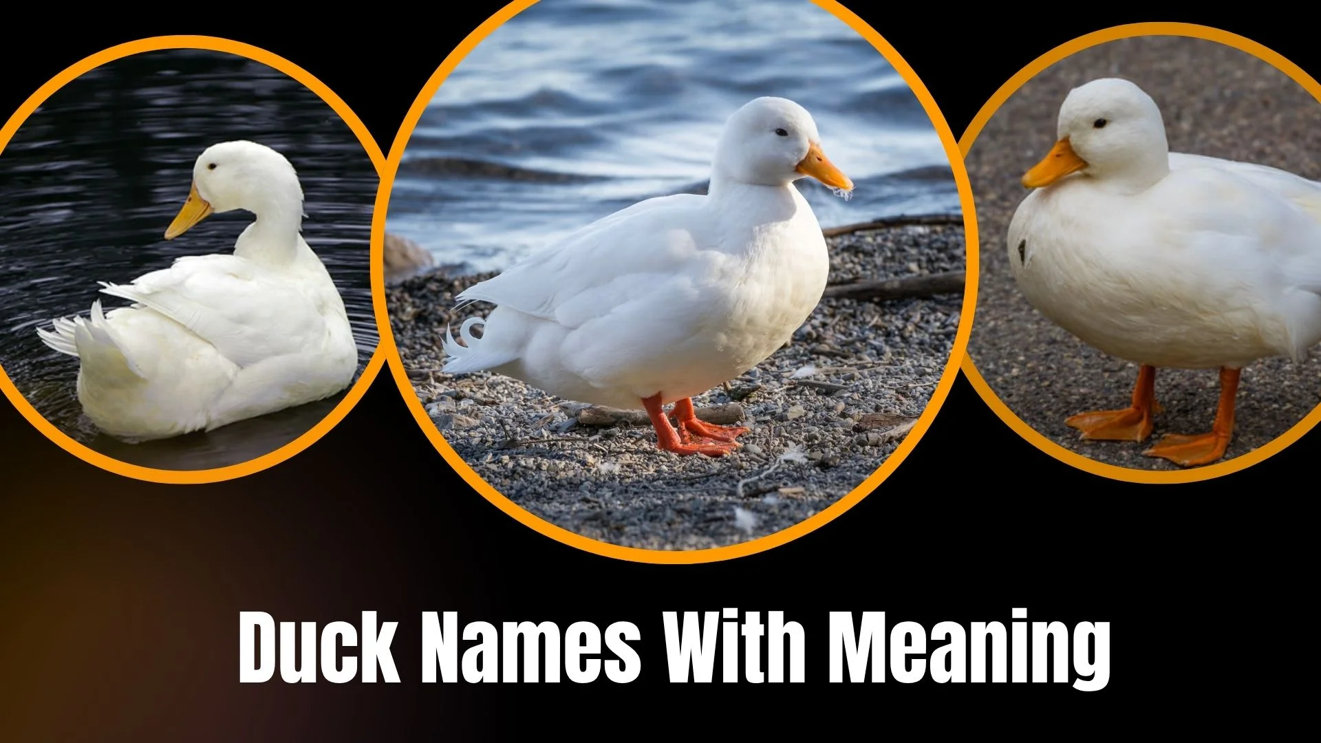Duck Names With Meaning