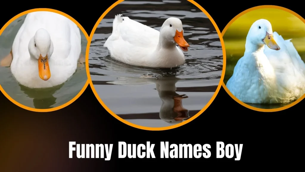 Funny Duck Names Boy