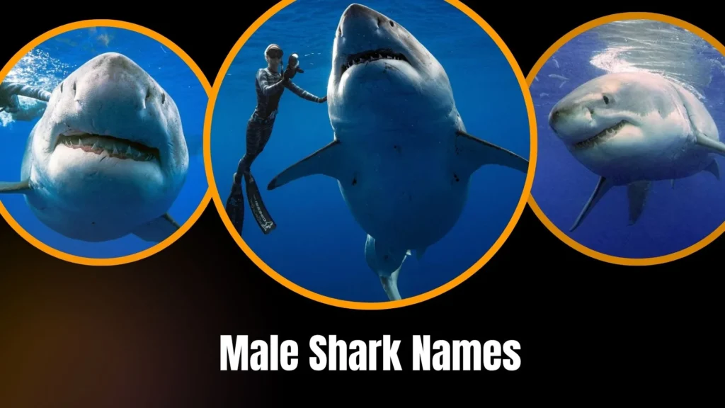 Male Shark Names