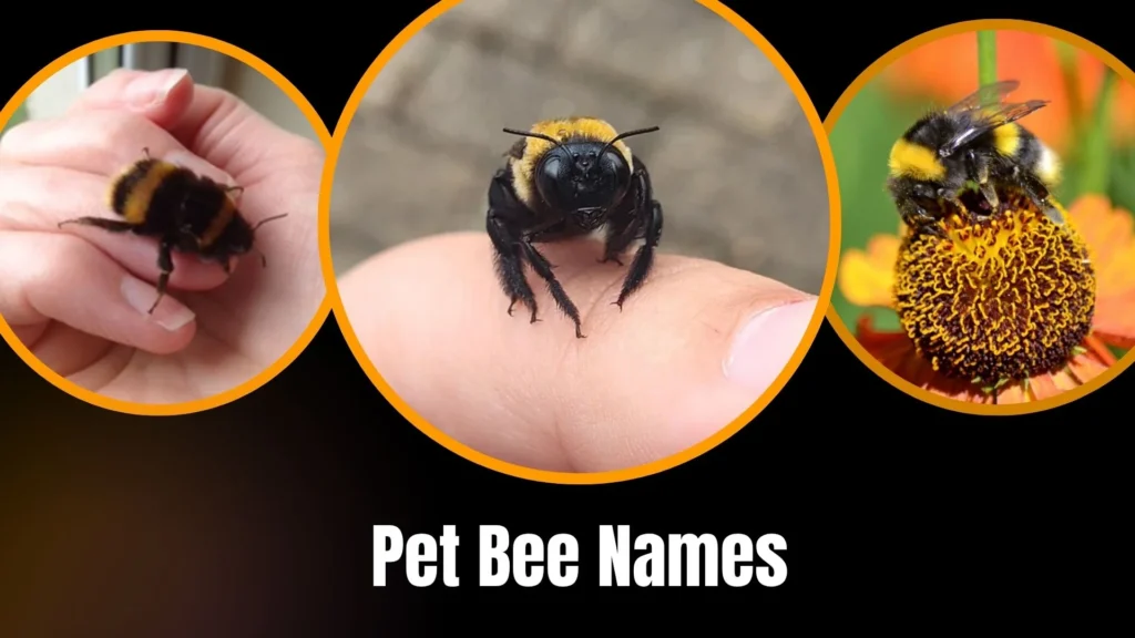 Pet Bee Names