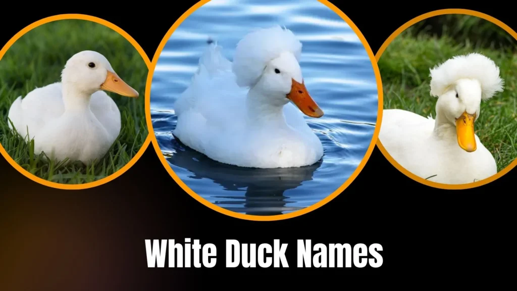 White Duck Names