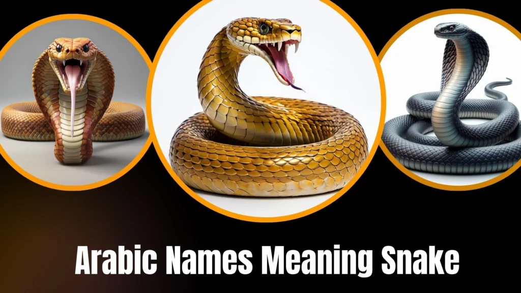 Arabic Names Meaning Snake