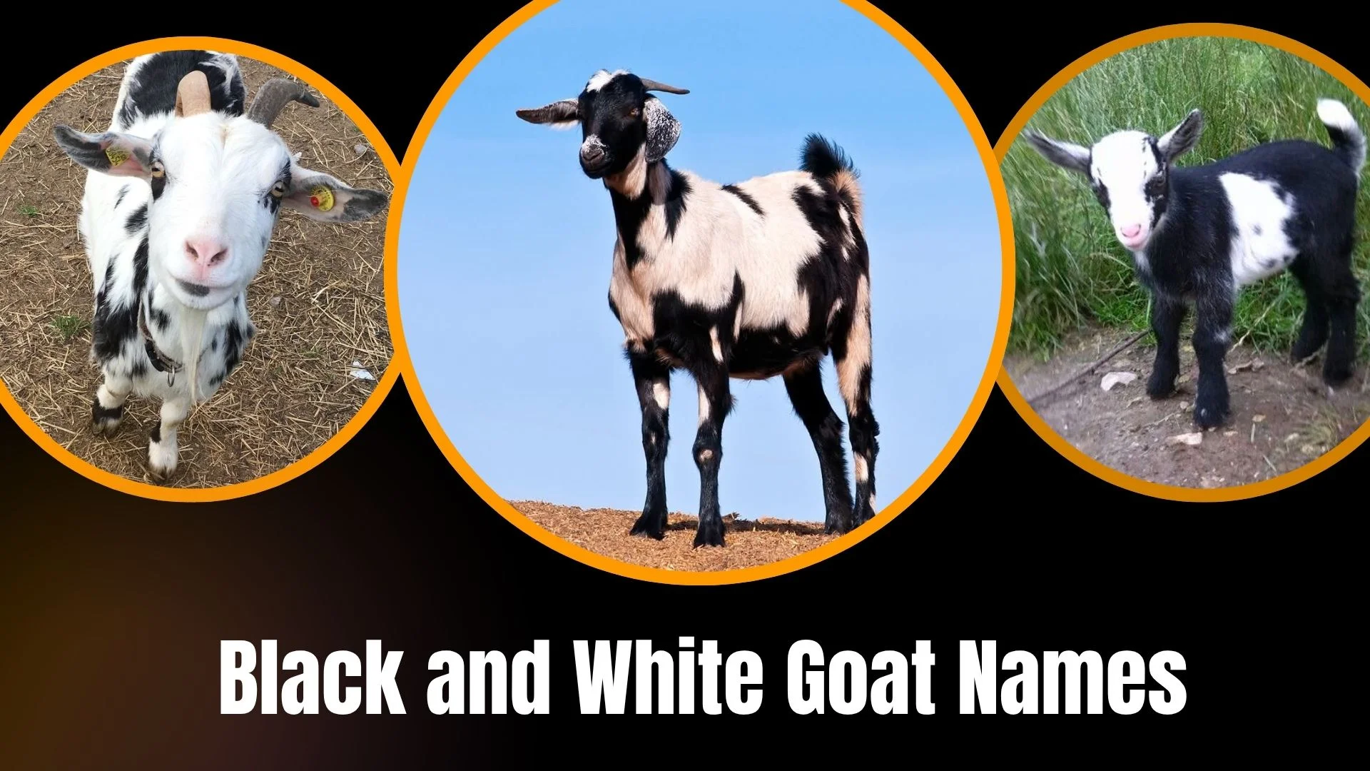 Black and White Goat Names