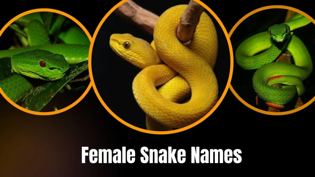 Female Snake Names
