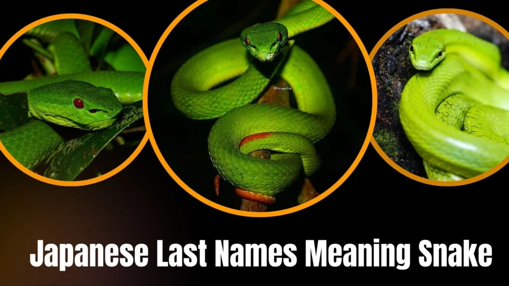 Japanese Last Names Meaning Snake