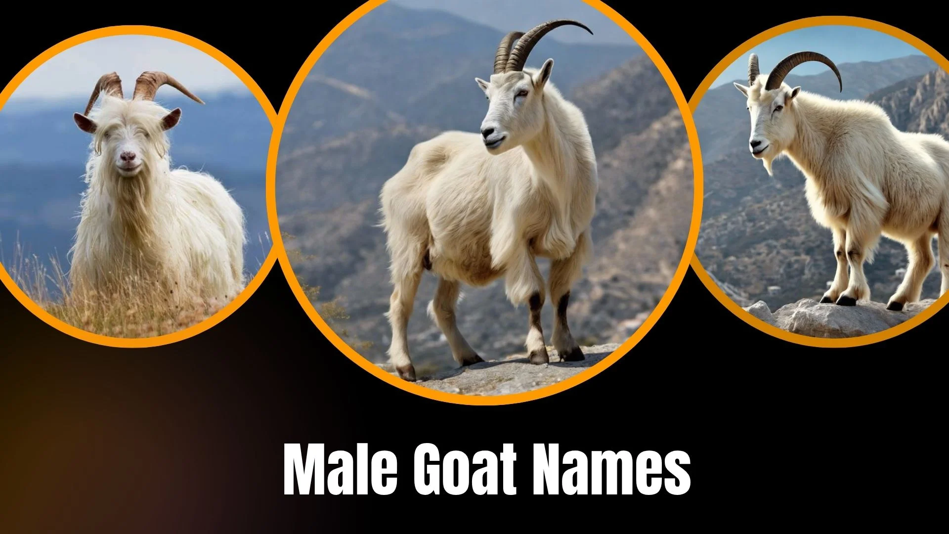 Male Goat Names