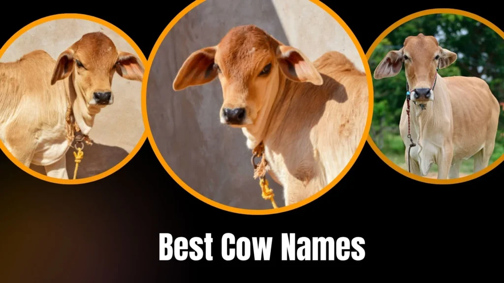 Best Cow Names