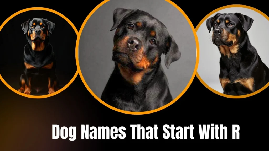 Dog Names That Start With R