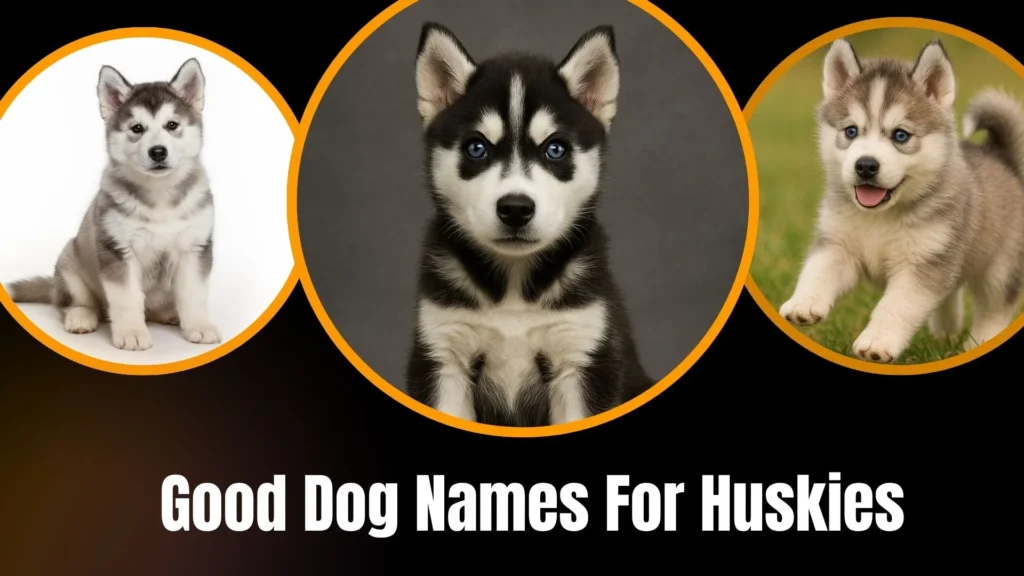 Good Dog Names For Huskies