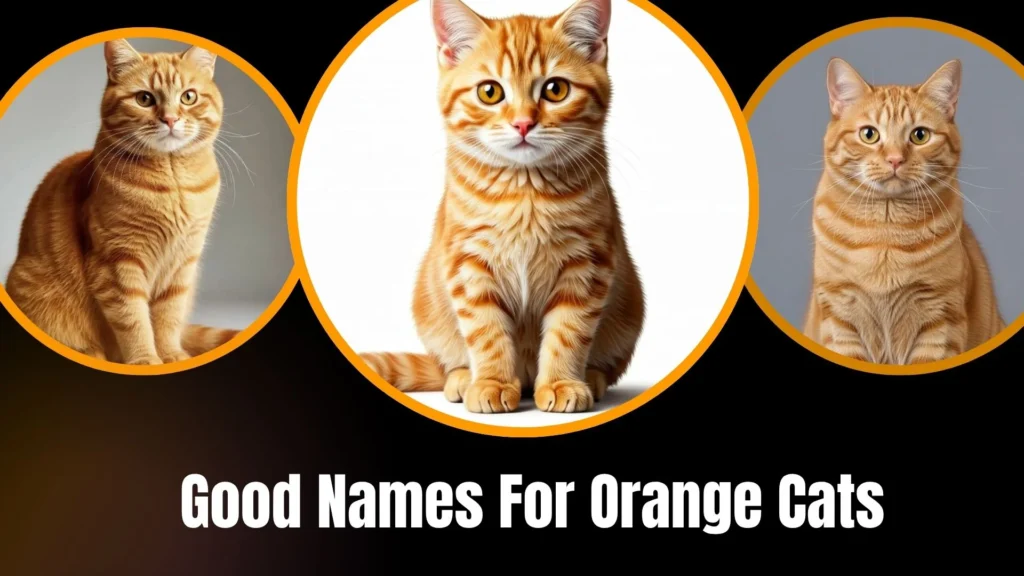Good Names For Orange Cats