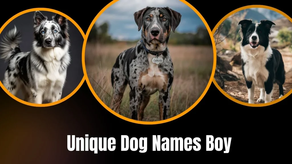 Unique Dog Names Boy