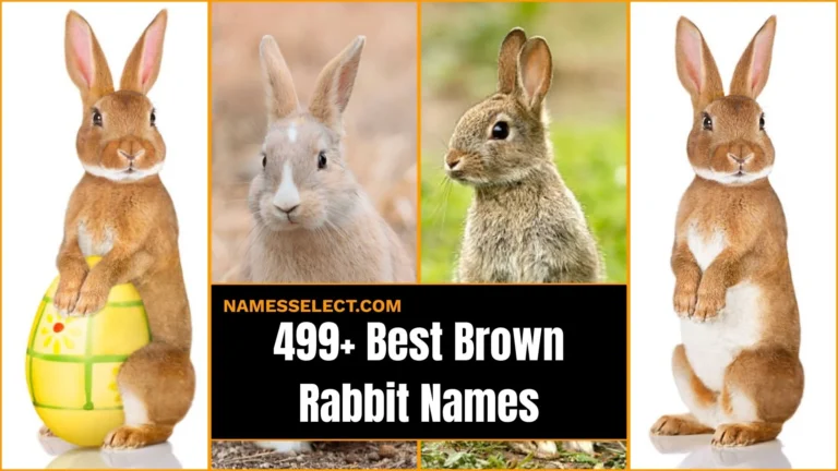 499+ Best Brown Rabbit Names For Your Cute Brown Bunny
