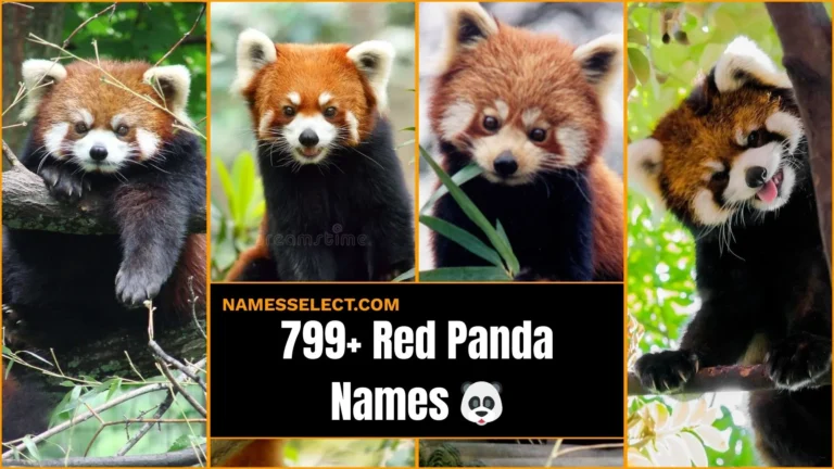 799+ Catchy And Cute Red Panda Names With Meanings