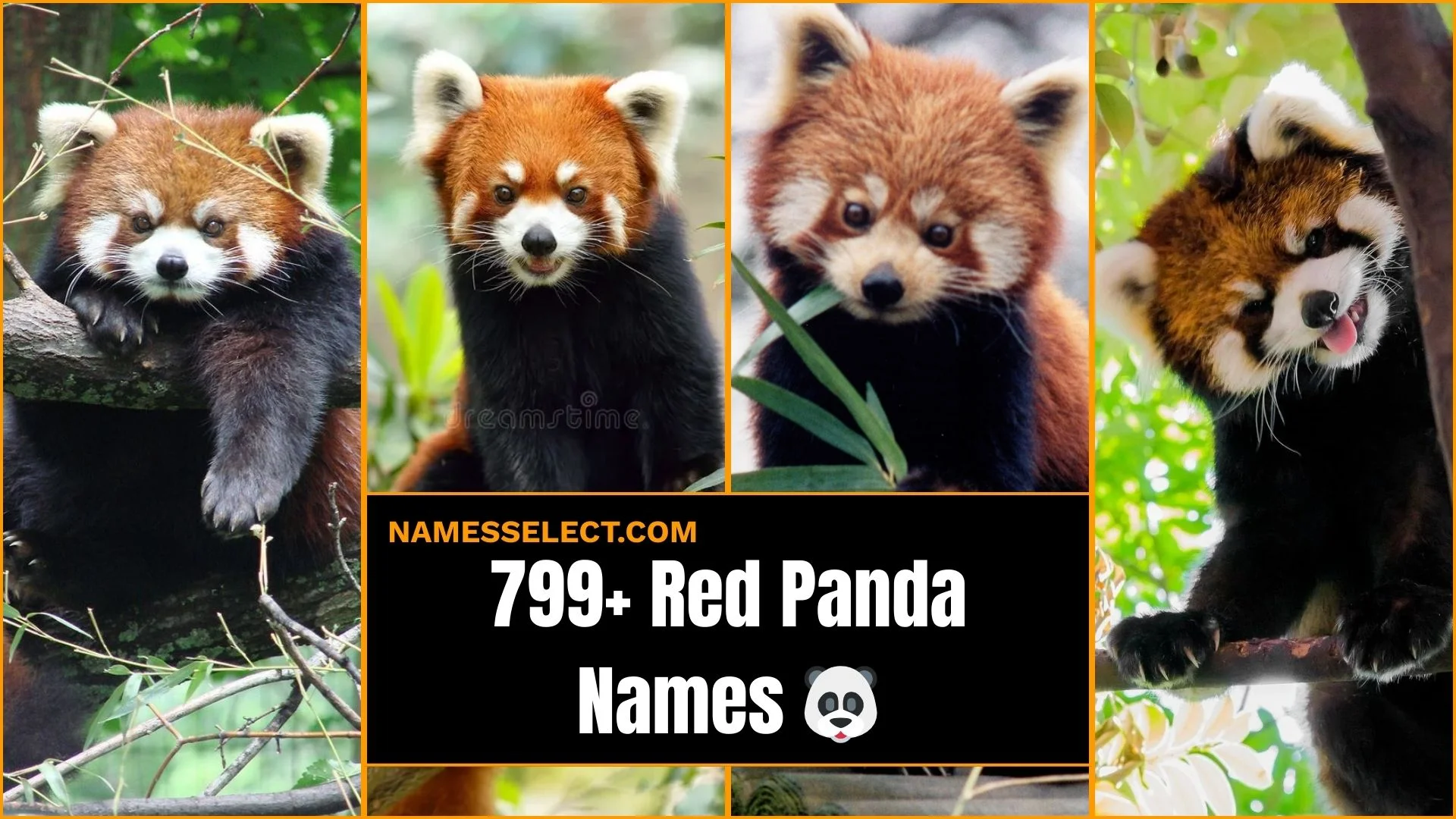 799+ Catchy And Cute Red Panda Names With Meanings