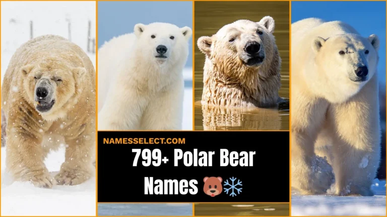 799+ Cool And Catchy Polar Bear Names With Name Generator