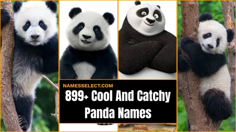 899+ Cool And Catchy Panda Names With Generator