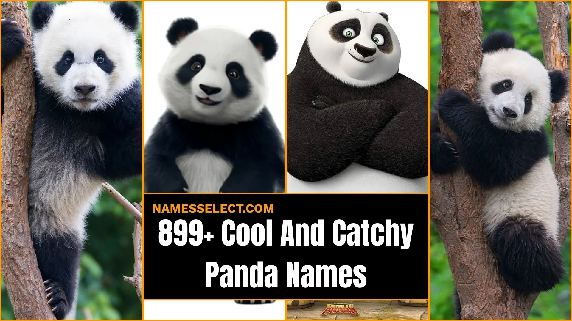 899+ Cool And Catchy Panda Names With Generator