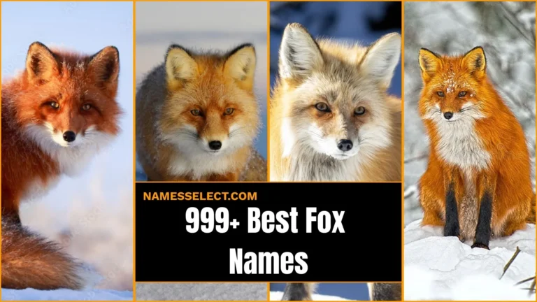 999+ Best Fox Names: Unique, Funny & Top Names for Foxes