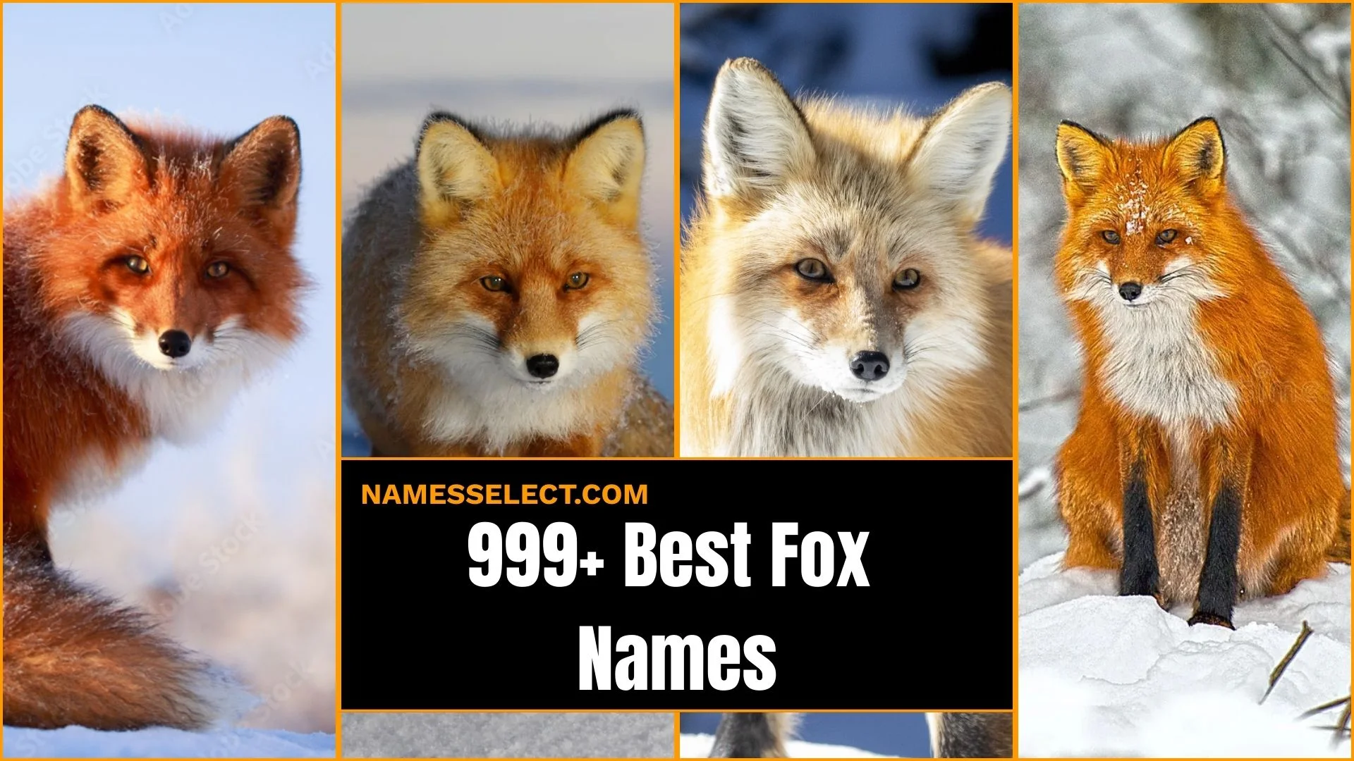 999+ Best Fox Names: Unique, Funny & Top Names for Foxes